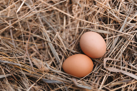 Chicken eggs in hay nest at outdoor