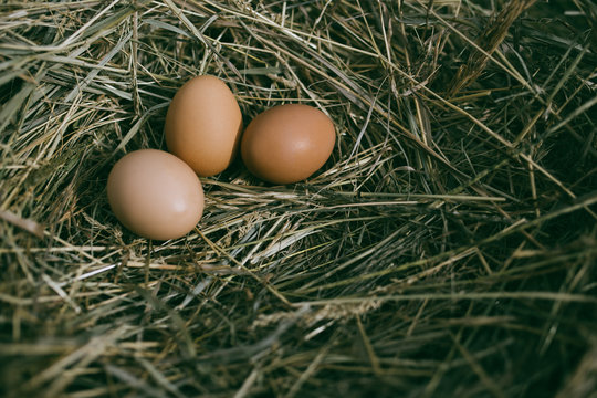 Chicken Eggs In Hay Nest At Outdoor