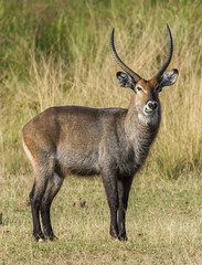 The waterbuck (Kobus ellipsiprymnus). Waterbuck African Wildlife Background Nature Portrait of Life.