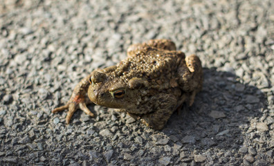 Vagabond frog
