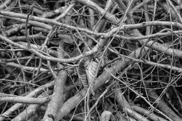 Heap of brushwood and twigs