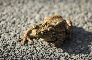 Vagabond frog