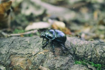 Green - violet bug