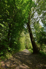 Sentiero tra gli alberi