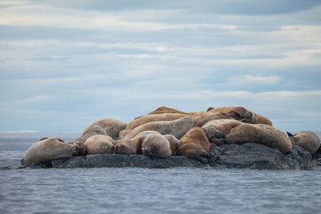 Fototapeta premium walrus