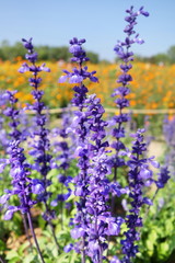 blue salvia flower