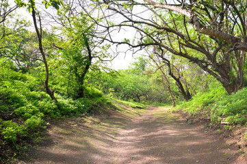 Obraz premium Shaded path under the lush green trees in the park within Leon Viejo - ruins of the old city of Leon, Nicaragua. The city was abandoned after the quakes and Momotombo eruption in the 17th century