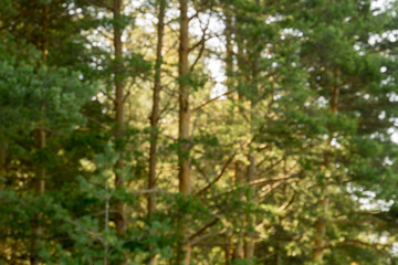 Fototapeta premium Morning in the Pine Forest