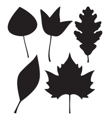 Autumn leaf vector set