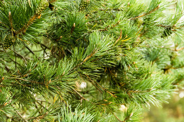 Pine Trees Macro
