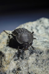 black beetle on the edge of the stone