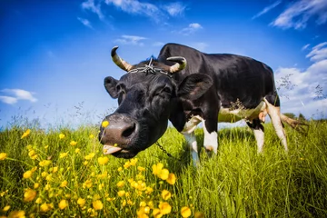 Papier Peint photo autocollant Vache Vache noire et blanche frôlant sur le pré