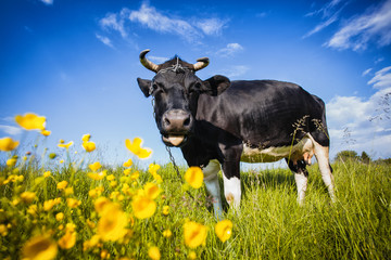 Schwarzweiss-Kuh, die auf der Wiese weiden lässt