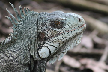 Fototapeta premium Guadeloupe, Iguane gros plan