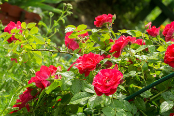 Red Climbing Rose
