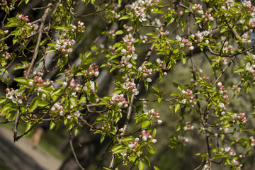 apple on the white background