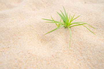 Grass on sand