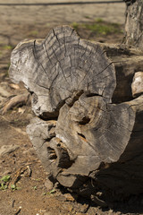 tree stump on the white background