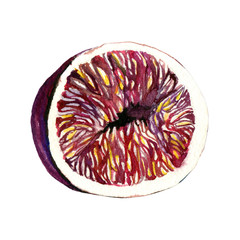 hand painted watercolor mockup clipart template of fig