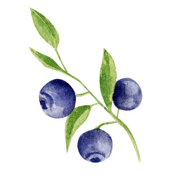 hand painted watercolor mockup clipart template of blueberry