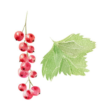 hand painted watercolor mockup clipart template of redcurrant