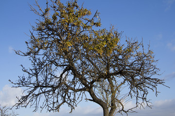 Quartu S.E. Particolare di un albero nella campagna di Flumini - Sardegma