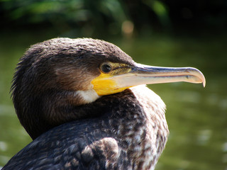 Kormoran (Phalacrocorax carbo). 