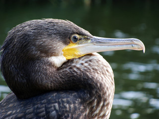 Kormoran (Phalacrocorax carbo). 