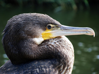 Kormoran (Phalacrocorax carbo). 