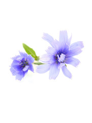 Chicory (succory) flowers isolated.