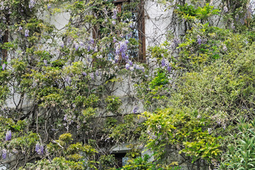 Глициния в ботаническом саду