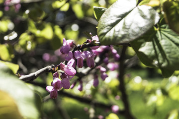 Цветущее весенне дерево