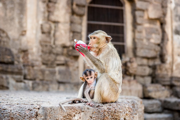 Monkey drinking red nectar.