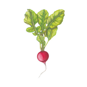 Isolated radish illustration on white background