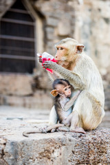 Monkey drinking red nectar.