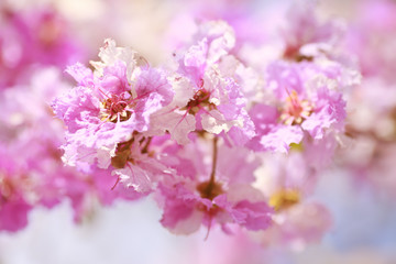 Fototapeta na wymiar Pink Tabebuia blossom