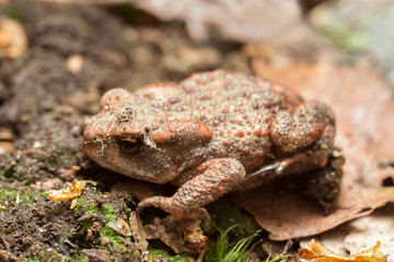 Young common toad, Bufo bufo on ground