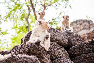 monkey family