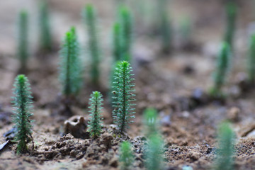 Christmas tree or Hydrilla verticillata.
