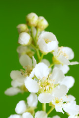 Blooming bird cherry, Prunus padus