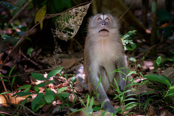 short tailed macaque looks up
