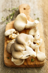Fototapeta na wymiar Oyster mushrooms