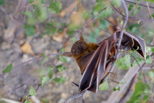 The Lesser short-nosed fruit bat (Cynopterus brachyotis). In the