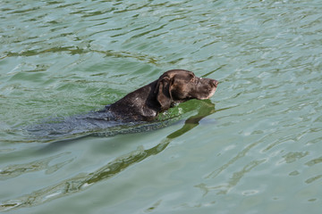 Deutsch Kurzhaar bei Wasserarbeit