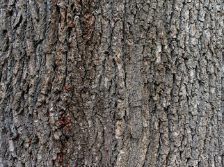 tree bark 5
