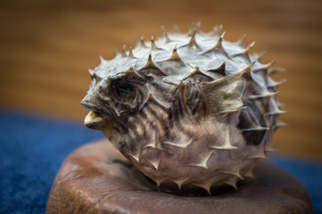 Dried Blow Fish