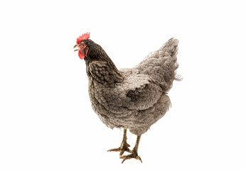 gray hen isolated