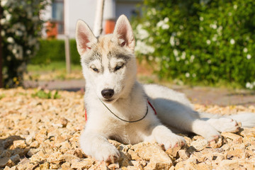 One Little cute puppy of Siberian husky dog outdoors © voltgroup