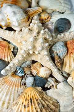 Starfish and Seashells Background