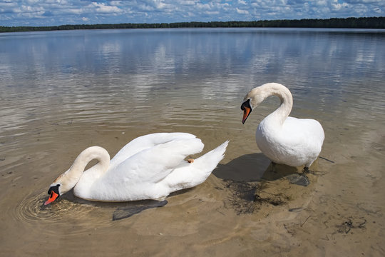 Couple of white wild swans near the shore. One swan is drinking, the second saw a piece of bread and tries to get it (Pisochne ozero, Ukraine)